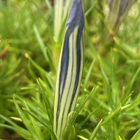 Gentiana ternifolia SDR3258